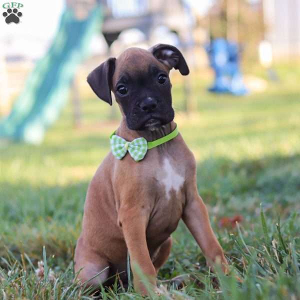 Rocky, Boxer Puppy